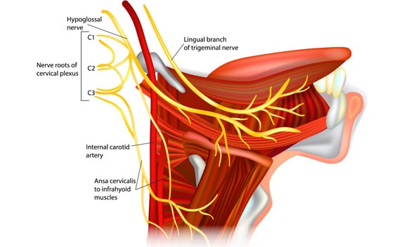 Nerve Transfer